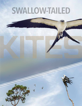 Swallow-Tailed Kites