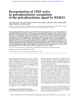 Reconstitution of CPSF Active in Polyadenylation: Recognition of the Polyadenylation Signal by WDR33