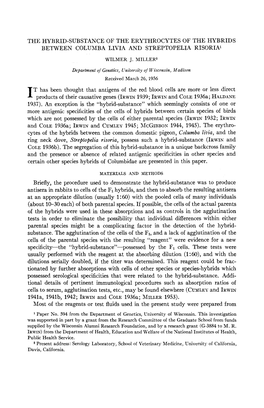 THE HYBRID-SUBSTANCE of the ERYTHROCYTES of the HYBRIDS BETWEEN COLUMBA LIVIA and STREPTOPELIA RISORIA' T Has Been Thought