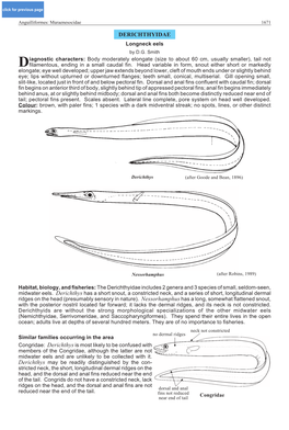 DERICHTHYIDAE Longneck Eels by D.G