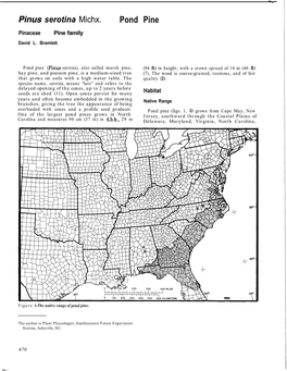 Pond Pine Pinaceae Pine Family David L