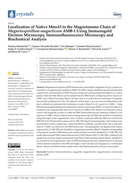 Localization of Native Mms13 to the Magnetosome Chain Of