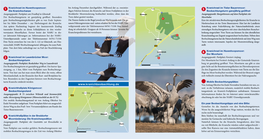 Kranicherlebnis Im Landkreis Rotenburg