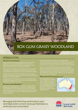 Box Gum Grassy Woodland