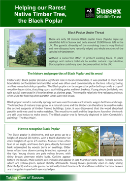 Helping Our Rarest Native Timber Tree, the Black Poplar