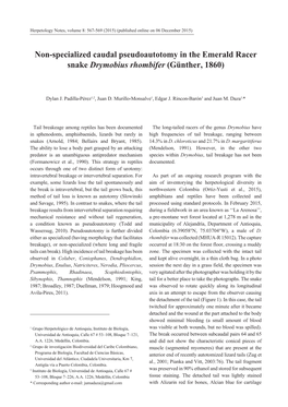 Non-Specialized Caudal Pseudoautotomy in the Emerald Racer Snake Drymobius Rhombifer (Günther, 1860)