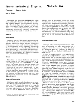 Quercus Muehlenbergii Engelm. Chinkapin Oak Fagaceae Beech Family