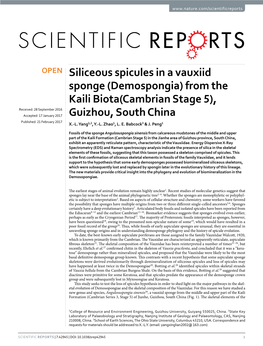 Siliceous Spicules in a Vauxiid Sponge