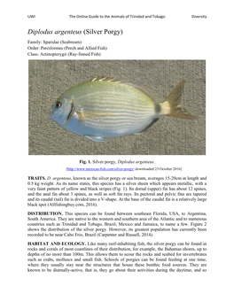 Diplodus Argenteus (Silver Porgy)