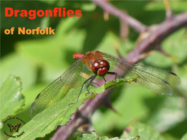 Dragonflies of Norfolk Copyright Norfolk & Norwich Naturalists’ Society (Registered Charity 291604)
