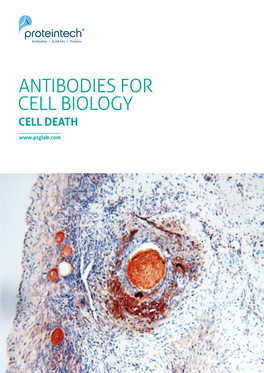 Antibodies for Cell Biology: Cell Death