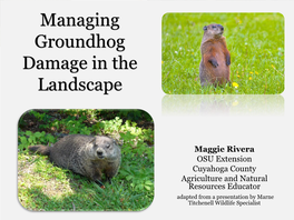 Managing Groundhog Damage in the Landscape