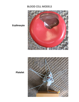 Blood Cell Models