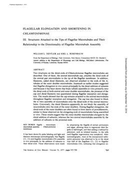 Relationship to the Directionality of Flagellar Microtubule Assembly