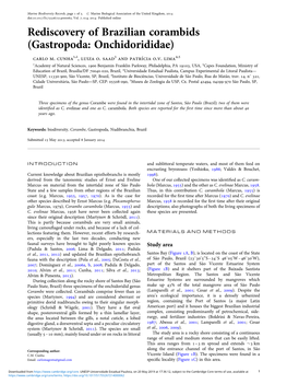 Rediscovery of Brazilian Corambids (Gastropoda: Onchidorididae) Carlo M