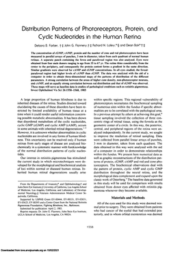 Distribution Patterns of Photoreceptors, Protein, and Cyclic Nucleotides in the Human Retina