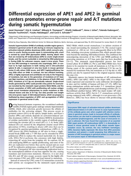 Differential Expression of APE1 and APE2 in Germinal Centers Promotes Error-Prone Repair and A:T Mutations During Somatic Hypermutation