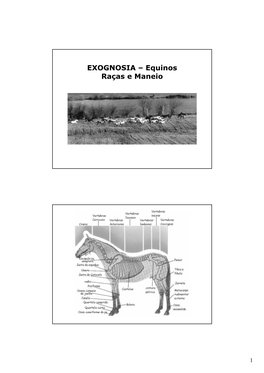 EXOGNOSIA – Equinos Raças E Maneio