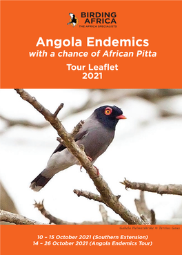 Angola Endemics with a Chance of African Pitta Tour Leaflet 2021