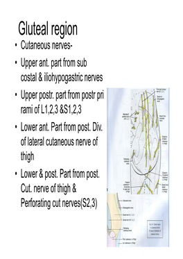 Gluteal Region • Cutaneous Nerves- • Upper Ant