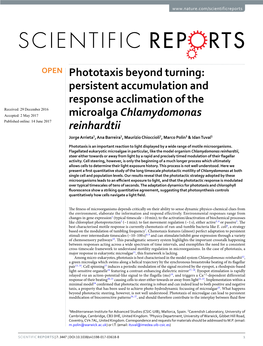 Phototaxis Beyond Turning: Persistent Accumulation and Response