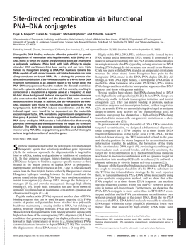 Site-Directed Recombination Via Bifunctional PNA–DNA Conjugates