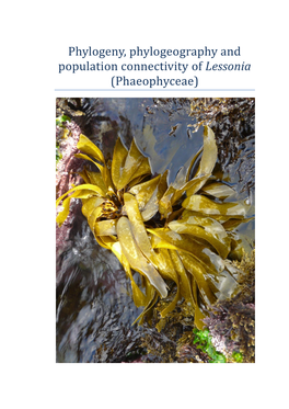 Lessonia (Phaeophyceae)