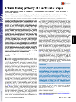 Cellular Folding Pathway of a Metastable Serpin