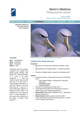 Salvin's Albatross