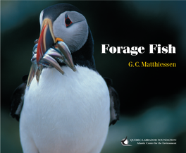 Forage Fish G.C