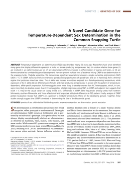 A Novel Candidate Gene for Temperature-Dependent Sex Determination in the Common Snapping Turtle