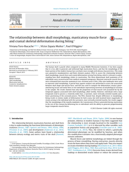 The Relationship Between Skull Morphology, Masticatory Muscle Force