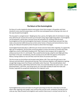 The Return of the Hummingbirds