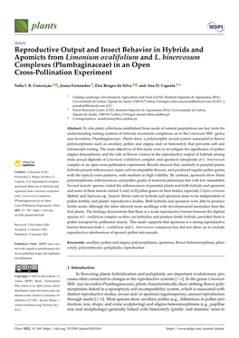 Reproductive Output and Insect Behavior in Hybrids and Apomicts from Limonium Ovalifolium and L