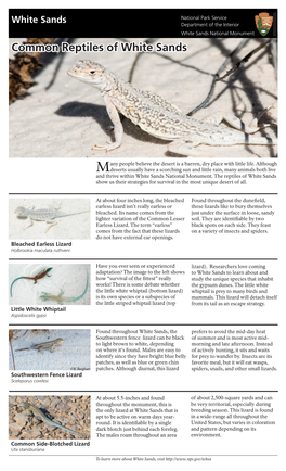 Common Reptiles of White Sands