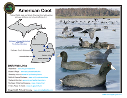 Waterfowl Identification Sheets