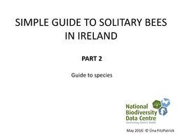 Simple Guide to Solitary Bees in Ireland