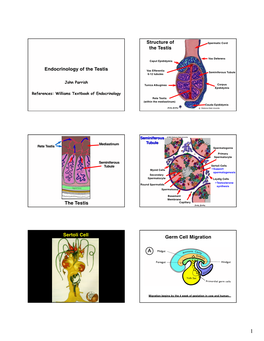 Endocrinology of the Testis Vas Efferentia Seminiferous Tubule 6-12 Tubules