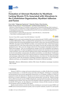 Formation of Aberrant Myotubes by Myoblasts Lacking Myosin VI Is Associated with Alterations in the Cytoskeleton Organization, Myoblast Adhesion and Fusion