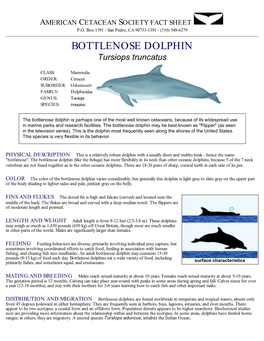 BOTTLENOSE DOLPHIN Tursiops Truncatus