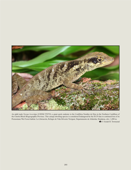 USNM 578755), a Giant Anole Endemic to the Cordillera Nombre De Dios in the Northern Cordillera of the Chortís Block Biogeographic Province