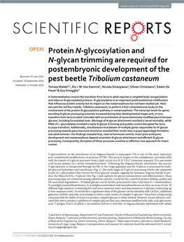 Protein N-Glycosylation and N-Glycan Trimming Are Required For