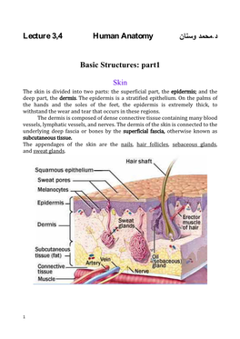 Lecture 3,4 Human Anatomy نﺎﻨﺴو دﻤﺤﻤ.د Basic Structures: Part1