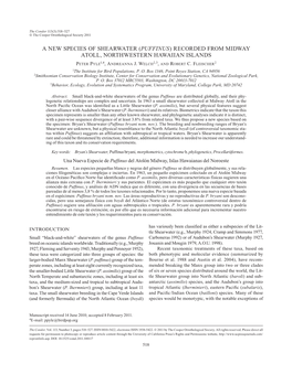 A New Species of Shearwater (Puffinus) Recorded from Midway Atoll, Northwestern Hawaiian Islands