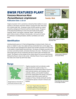 BWSR FEATURED PLANT VIRGINIA MOUNTAIN MINT Pycnanthemum