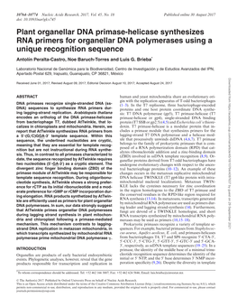 Plant Organellar DNA Primase-Helicase Synthesizes RNA