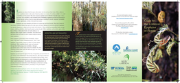 Epiphytes Brochure