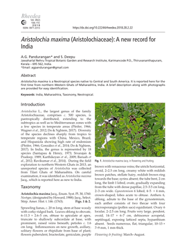 Aristolochia Maxima (Aristolochiaceae): a New Record for India