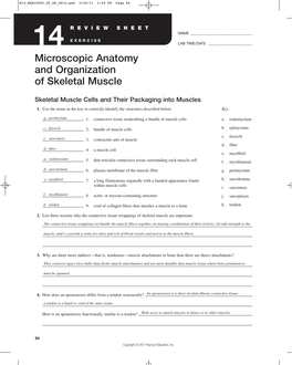 Microscopic Anatomy and Organization of Skeletal Muscle