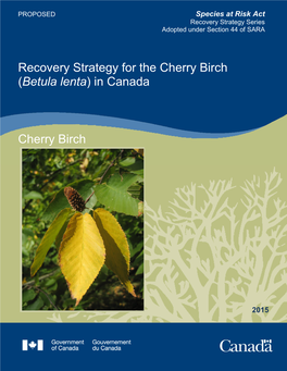 Cherry Birch (Betula Lenta) in Canada